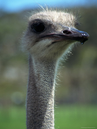Ostrich (Struthio Camelus), South Africa by Bob Burch Pricing Limited Edition Print image