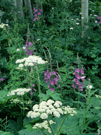 Fireweed And Lace Wildflowers, Snowmass, Co by David Carriere Pricing Limited Edition Print image