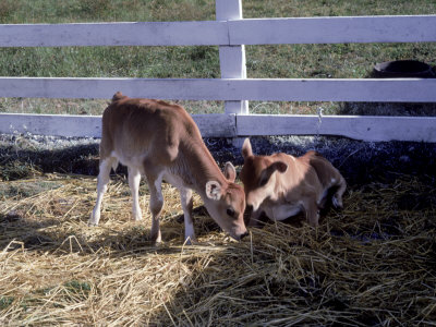 Two Jersey Calves In A Corral With Hay by Michele Burgess Pricing Limited Edition Print image