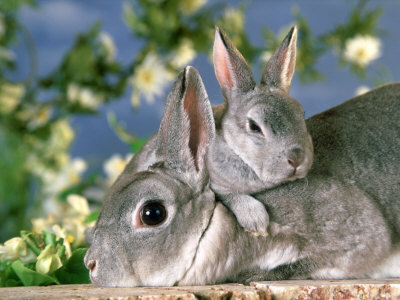 Mini-Rex Rabbits, Female And Young by Alan And Sandy Carey Pricing Limited Edition Print image