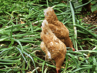 Two Brown Hens Picking Through Harvested Onion Crop by Tommy Candler Pricing Limited Edition Print image