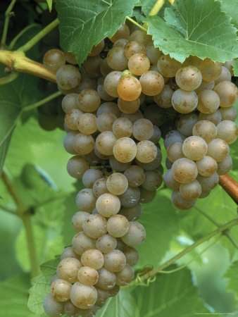 Sayvel Grapes, Indiana by Priscilla Connell Pricing Limited Edition Print image