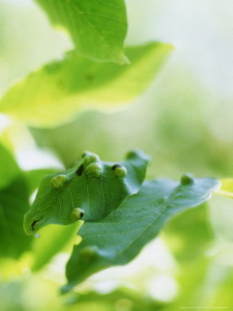 Eriophyes Tristiatus, Disease Of Juglans Regia (Common Walnut) by Francois De Heel Pricing Limited Edition Print image