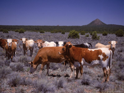 Cattle On Range In New Mexico by David Doody Pricing Limited Edition Print image
