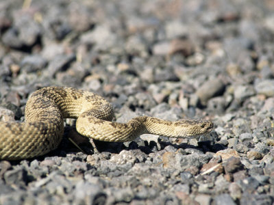 Rattlesnake by Charlie Borland Pricing Limited Edition Print image