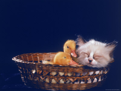 Kitten Sleeping In Basket With Ducklings by Martin Folb Pricing Limited Edition Print image