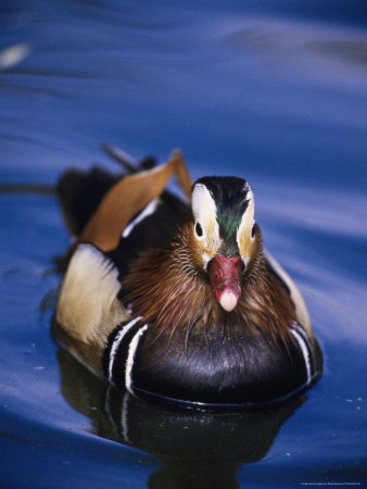 Mandarin Duck, Aix Galericulata by Mark Newman Pricing Limited Edition Print image