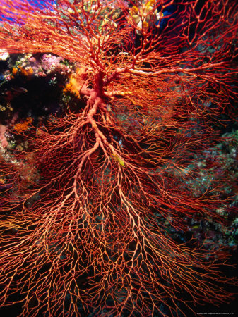 Sea Fan, Malaysia by Michael Aw Pricing Limited Edition Print image