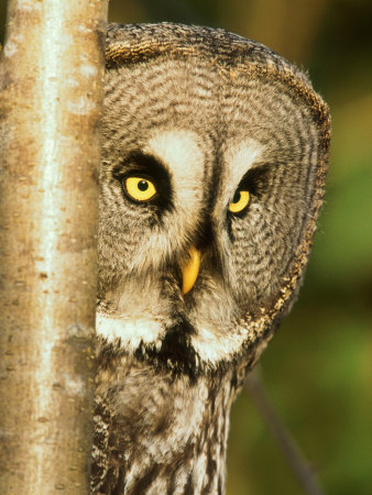 Great Grey Owl, Female Portrait, Scotland by Niall Benvie Pricing Limited Edition Print image