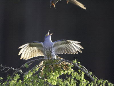 Cuckoo, Adult Male Calling Aggressively Towards Rival Male, Scotland by Mark Hamblin Pricing Limited Edition Print image