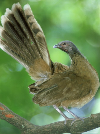Plain Chachalaca On Branch, Mexico by Patricio Robles Gil Pricing Limited Edition Print image