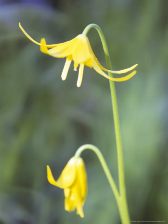Erythronium Pagoda (Dogs Tooth Violet), Close-Up Of Yellow Flowers by Hemant Jariwala Pricing Limited Edition Print image