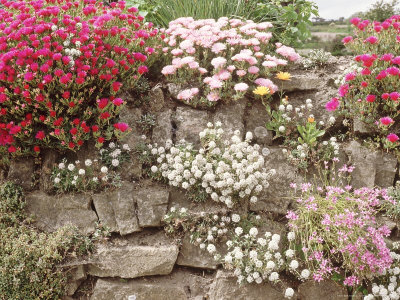 Dry Stone Wall With Lampranthus, Lobularia Maritima Calendula & Oxalis Articulata by Ann Kelley Pricing Limited Edition Print image