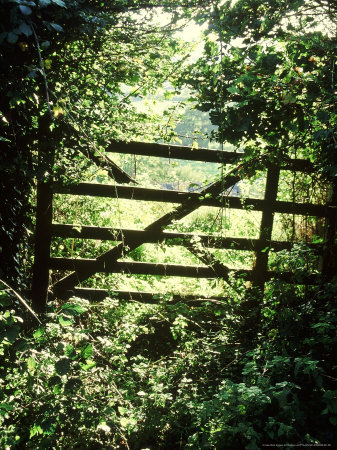 Old Wooden Gate In Field, Surrounded By Bramble by Andrew Lord Pricing Limited Edition Print image