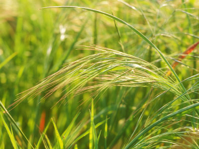 Barren Or Sterile Brome Grass, Seedheads by David Boag Pricing Limited Edition Print image