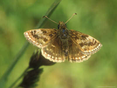 Dingy Skipper, Erynnis Tages by David Boag Pricing Limited Edition Print image
