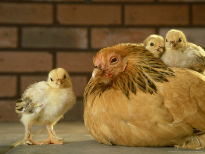 Brahma Hen Chicken, With Her Chicks by Alan And Sandy Carey Pricing Limited Edition Print image