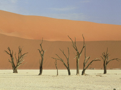 Dead Camel Thorns Among The Sand Dunes At Sossusvlei, Namib-Naukluft National Park by Michael Fogden Pricing Limited Edition Print image