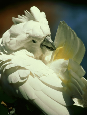 Umbrella Cockatoo Preening, Cacatua Alba Moluccan Islands, Indonesia by Brian Kenney Pricing Limited Edition Print image