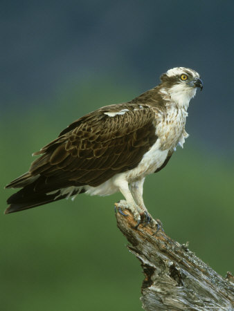 Osprey, Pandion Haliaetus Adult Male Perched, June Scotland, Uk by Mark Hamblin Pricing Limited Edition Print image