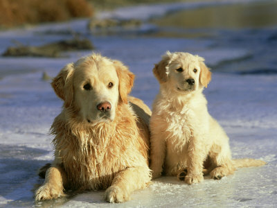 Golden Retriever, Female And Pup On Frozen Stream by Alan And Sandy Carey Pricing Limited Edition Print image