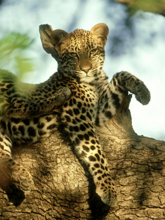 African Leopard In Tree, South Africa by Patricio Robles Gil Pricing Limited Edition Print image