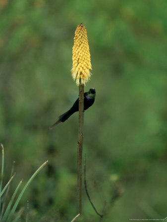 Tacazze Sunbird On Flower, Ethiopia by Patricio Robles Gil Pricing Limited Edition Print image