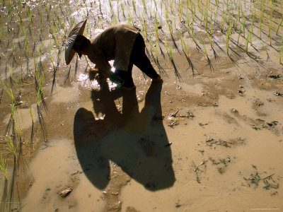 Overhead Of Woman Planting Rice Seedlings In Paddyfield by Jerry Galea Pricing Limited Edition Print image