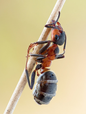 Wood Ant (Formica Rufa) With An Entomopathogenic Fungus Infection by John Hallmen Pricing Limited Edition Print image