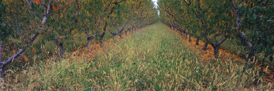 Peach Orchard In Autumn, East Orchard Mesa, Mesa County, Colorado by Robert Kurtzman Pricing Limited Edition Print image