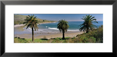 Palm Trees At Refugio State Beach, California, Usa by Panoramic Images Pricing Limited Edition Print image