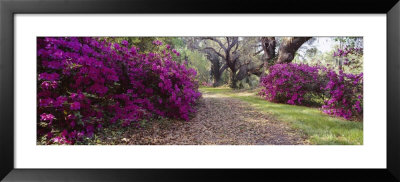 Flowers In Magnolia Plantation And Gardens, Charleston, South Carolina, Usa by Panoramic Images Pricing Limited Edition Print image