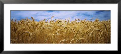 Wheat Crop Growing In Palouse Country, Washington, Usa by Panoramic Images Pricing Limited Edition Print image