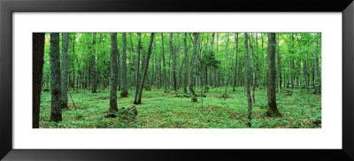 Trees In A Forest, Black River National Forest, Michigan, Usa by Panoramic Images Pricing Limited Edition Print image