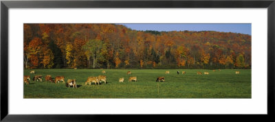 Cows Grazing On A Pasture, Wilmington, Vermont, New England, Usa by Panoramic Images Pricing Limited Edition Print image