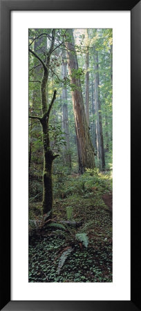 Tree Trunks, Redwood State Park, Humboldt County, California, Usa by Panoramic Images Pricing Limited Edition Print image