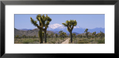 Dirt Road Passing Through A Landscape, Queen Valley, Joshua Tree National Monument, California, Usa by Panoramic Images Pricing Limited Edition Print image