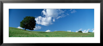 Lone Tree On A Hill, Michigan, Usa by Panoramic Images Pricing Limited Edition Print image