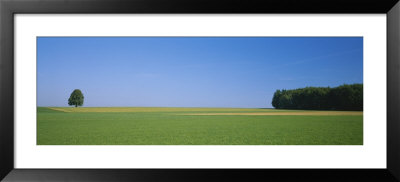 Tree In A Field, Germany by Panoramic Images Pricing Limited Edition Print image