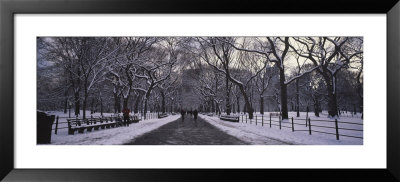 Bare Trees In A Park, Central Park, New York, Usa by Panoramic Images Pricing Limited Edition Print image