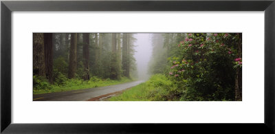 Empty Road Passing Through A Forest, Redwood National Park, California, Usa by Panoramic Images Pricing Limited Edition Print image