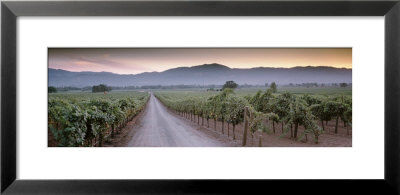 Road In A Vineyard, Napa Valley, California, Usa by Panoramic Images Pricing Limited Edition Print image