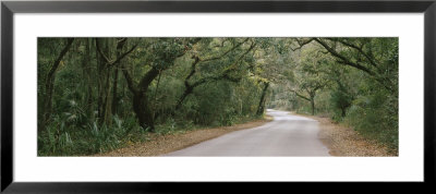Trees Both Sides Of A Road, Fort Clinch State Park, Amelia Island, Florida, Usa by Panoramic Images Pricing Limited Edition Print image