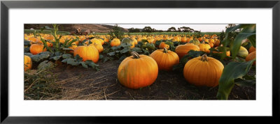 Pumpkins In A Field, Half Moon Bay, California, Usa by Panoramic Images Pricing Limited Edition Print image