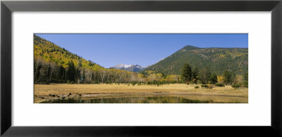 Trees On The Mountainside, Kachina Peaks Wilderness, Flagstaff, Arizona, Usa by Panoramic Images Pricing Limited Edition Print image