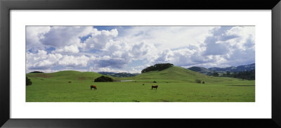 Cows Grazing In The Field, California, Usa by Panoramic Images Pricing Limited Edition Print image