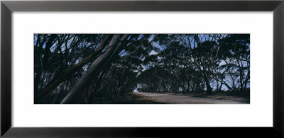 Eucalyptus Trees Leaning Over A Road, Kangaroo Island, Australia by Panoramic Images Pricing Limited Edition Print image