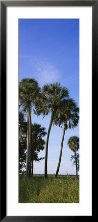 Palm Trees On A Landscape, Myakka River State Park, Sarasota, Florida, Usa by Panoramic Images Pricing Limited Edition Print image