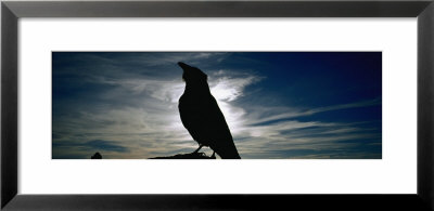 Silhouette Of A Raven At Dusk, Yellowstone National Park, Wyoming, Usa (Corvus Corax) by Panoramic Images Pricing Limited Edition Print image