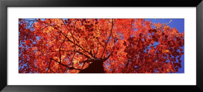 Low Angle View Of A Maple Tree, Acadia National Park, Mount Desert Island, Maine, Usa by Panoramic Images Pricing Limited Edition Print image
